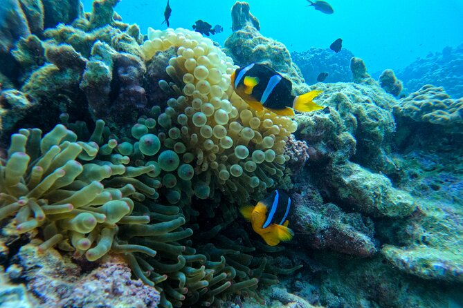 Snorkeling Adventure to Daymaniat Islands - Food, water, and the no-plastic policy