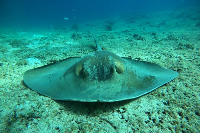 Snorkeling at Dimaniyat Islands and Dolphin Watching - Snacks, drinks, and what to bring