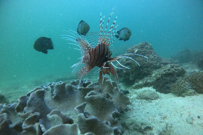 Snorkeling at Dimaniyat Islands and Dolphin Watching - The Al Alam Palace photo opportunity