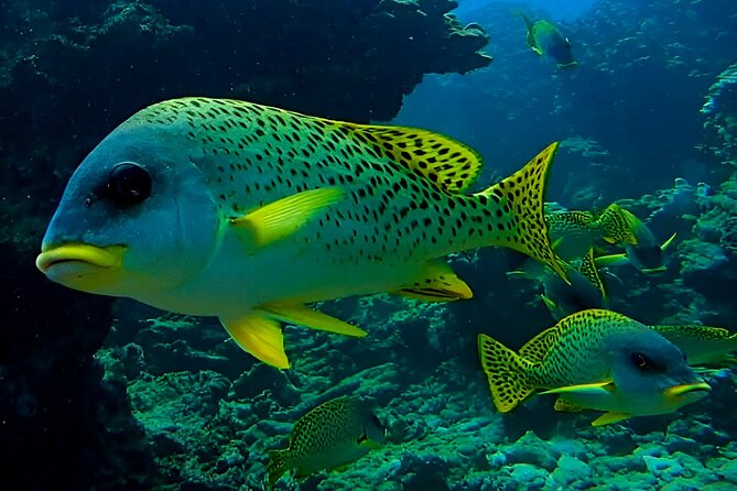 Snorkeling Experience at Ad Daymaniyat Islands in Muscat - Why Ad Daymaniyat is worth your morning