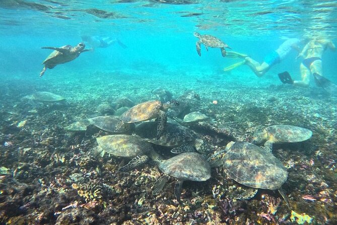 Snorkeling Experience at Ad Daymaniyat Islands in Muscat - Sea turtles are the main event