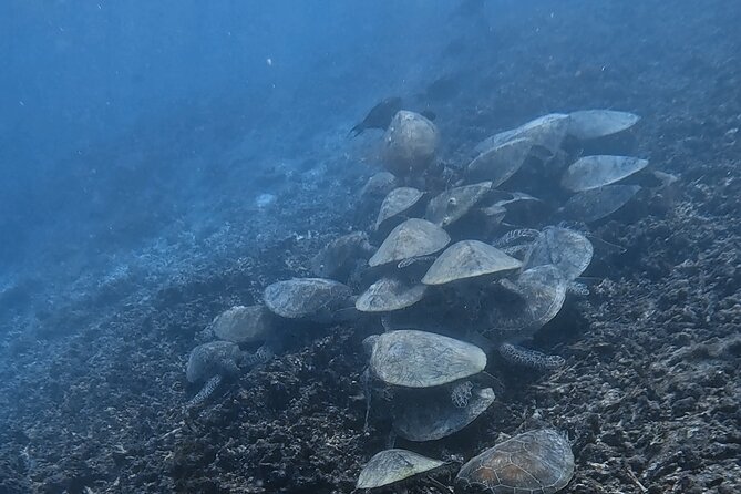 Snorkeling Experience at Ad Daymaniyat Islands in Muscat - Sharks, rays, and smaller sea life