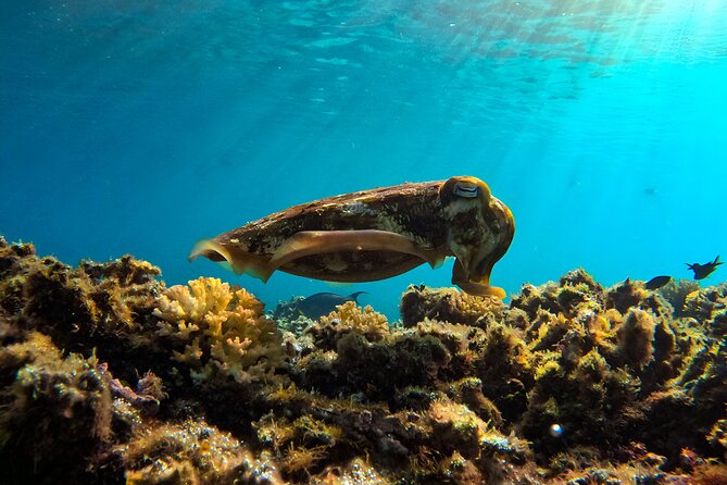 Snorkeling Experience at Ad Daymaniyat Islands in Muscat - The guides make a real difference