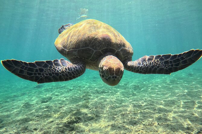 Snorkeling Experience at Ad Daymaniyat Islands in Muscat - Is $99 a fair price?