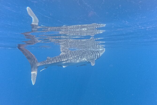 Snorkeling Experience at Ad Daymaniyat Islands in Muscat - Who will enjoy this most