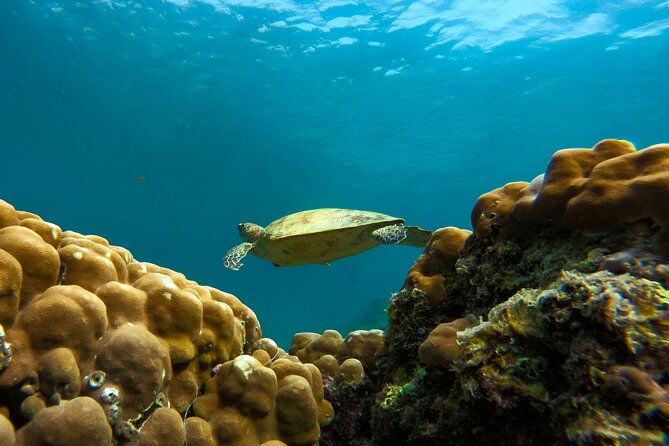 Snorkeling Experience at Ad Daymaniyat Islands in Muscat - Three stops, three underwater views