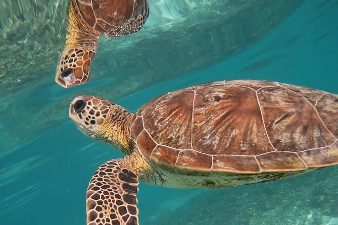 Snorkeling in Daymaniat Island - What Changes From November Through April