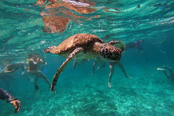 Snorkeling in Daymaniat Island - Is $86 Good Value for 4.5 Hours?