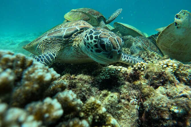 Snorkeling in Daymaniat Island - The Main Weakness: Finding the Right Boat