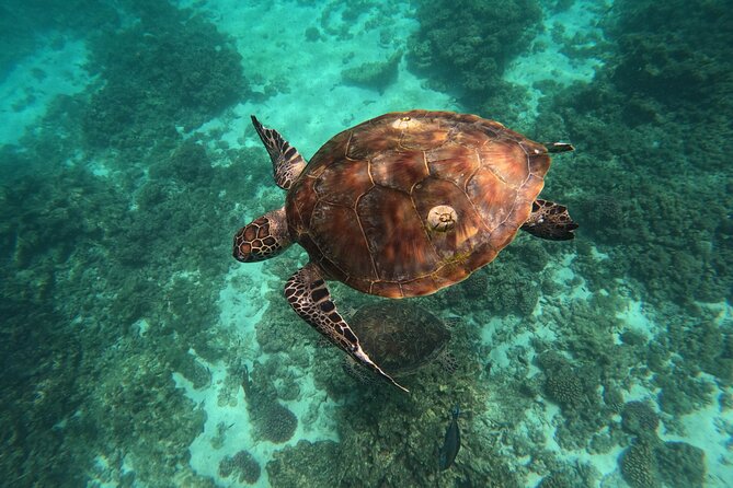 Snorkeling in Daymaniat Island - Who Will Enjoy This Most?