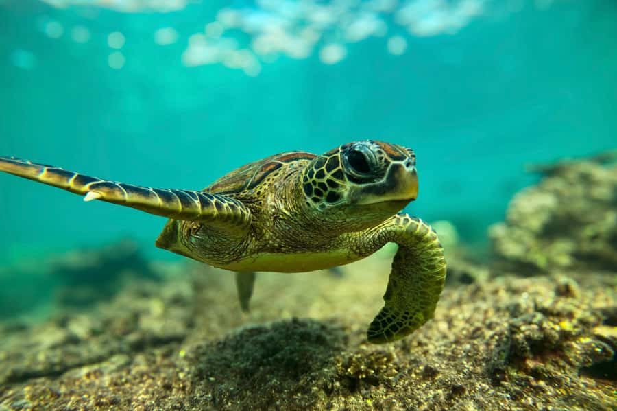 Snorkeling with turtles at Ad Daymaniyat Islands - The 30-minute speedboat ride to the islands