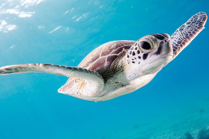 Snorkelling tours to Daymaniyat island - First snorkeling stop: look for turtles and fish