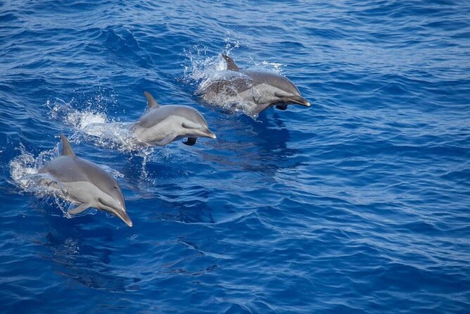 The Jewel of Muscat Sea, Daymaniyat Islands - Key points to know before booking