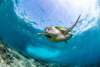 Try scuba Diving Tours To Daymaniyat Islands.