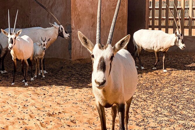 Wadi Bani Khaled & Desert Safari - Muscat, Oman - Who should book this Oman tour