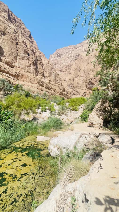 Wadi Shab Parking Meet the Local Guide for Self drivers - What the $30 price really buys you
