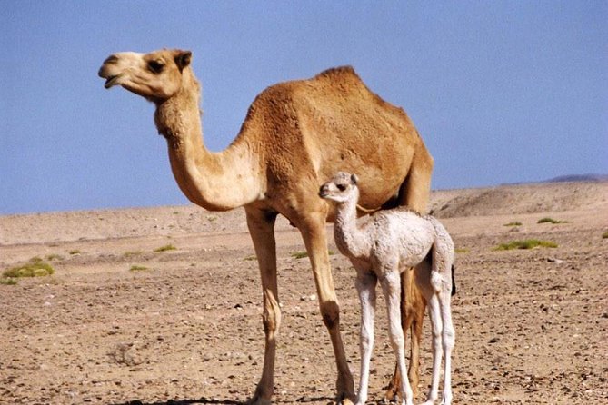 Wahiba Sands&Wadi Bani Khalid desert Safari(Muscat tours) - Booking details worth knowing before you go