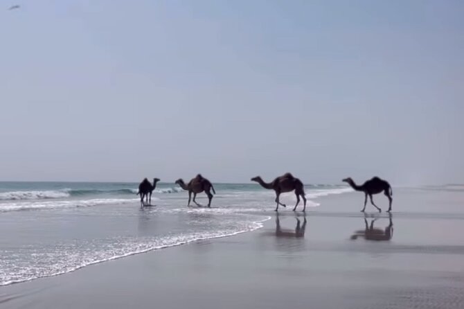West Salalah Beaches and Blowholes - Afoul Beach is the half-day reset