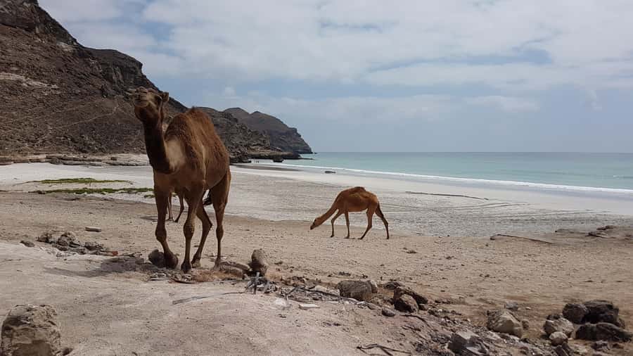 West Salalah: Caribbean of the Orient Fazayah Beaches & City - Lunch Is Flexible, Not Included