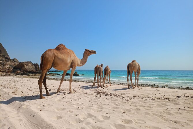 West Salalah Tour by VisitSalalah - Practical details that affect your day