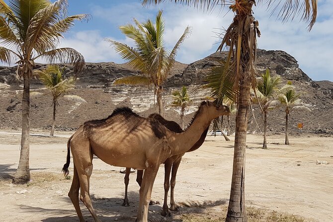 West Salalah Tour - Caribbean of Orient - Fazayah Beach with City - Mughsayl Beach and the limits of a swimming stop
