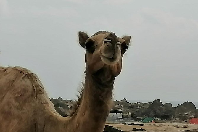 Where Sea Meets Rock: A Scenic Journey to West Salalah’s Shores - What the private format means for your day